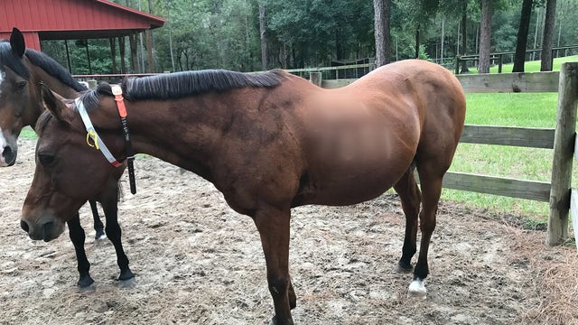 Florida woman shares unconventional way of keeping track of animals during hurricanes