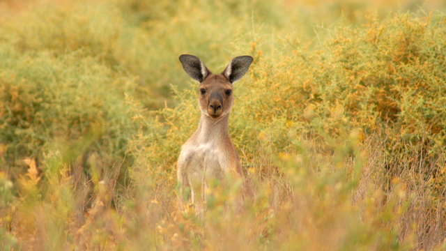 No, there wasn't a kangaroo on the loose in Florida