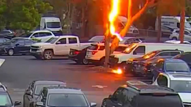 Lightning bolt strikes tree near parked car at Florida sheriff's office: WATCH