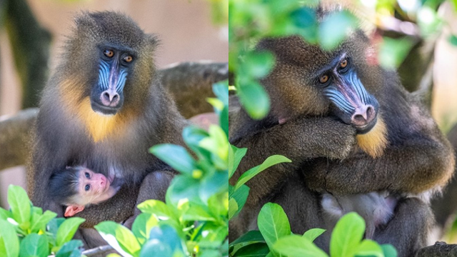 'It's the circle of life': Disney's Animal Kingdom welcomes adorable newborn mandrill