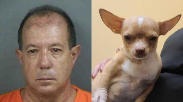 Fake Florida veterinarian performs deadly surgery on pregnant dog: deputies
