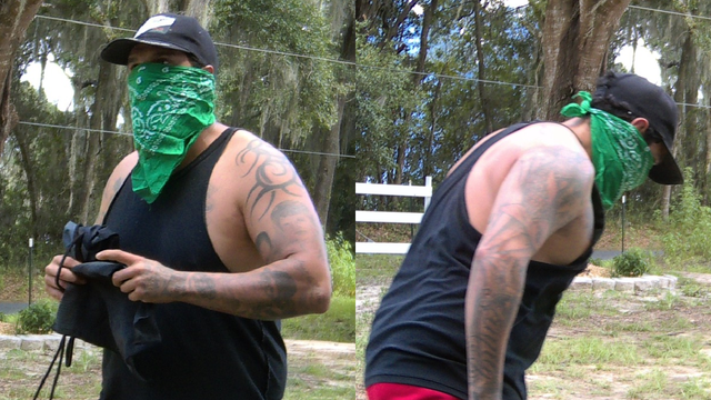 Florida deputies on the hunt for pigeon bandit: 'Please help us find this fowl felon'