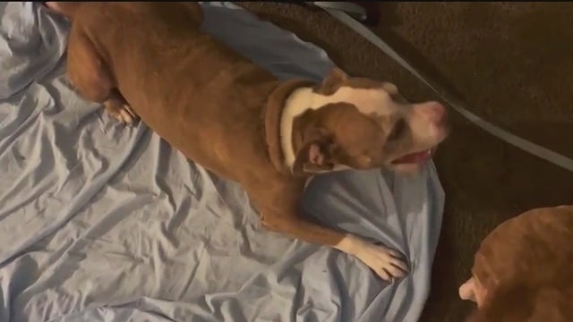 Daytona Beach woman says her dogs saved her from burglar accused of armed carjacking