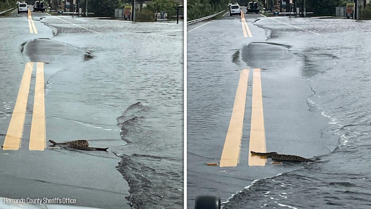 flood-snake.jpg