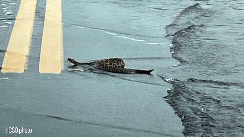 flood-snake-1.jpg