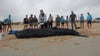 Sperm whale calf euthanized after beaching itself on Florida Coast