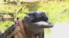 Alligator missing half its jaw finds new home at Gatorland