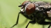 Dozens of flying insects force popular I-Drive restaurant in Orlando to temporarily close: inspection report