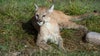 Florida panther struck, killed by car: Wildlife officials