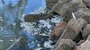 'Really sad, sickening': Residents on Indian River Lagoon concerned over thousands of dead fish washing ashore