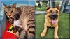 PHOTOS: These 10 Florida pets now in need of forever homes