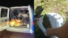 Berry bust: 15 people arrested, hundreds of pounds of illegal berries seized in Florida, deputies say