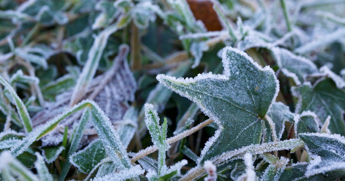Central Florida farmers protect crops as prolonged freeze threatens region