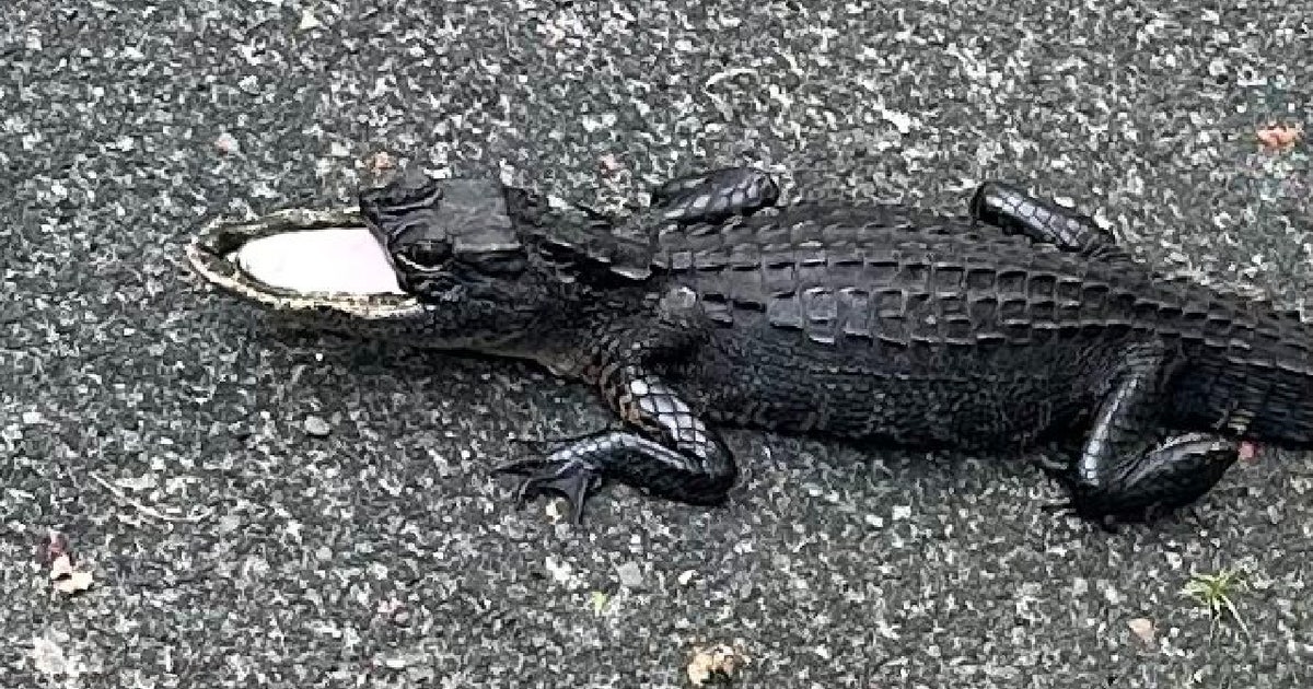 Mysterious half-mouthed alligator eludes capture in Sanford park