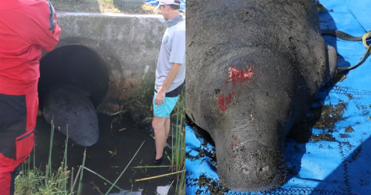 Manatee Injuries Injured manatee rescued from culvert in Clearwater, wildlife officials ...