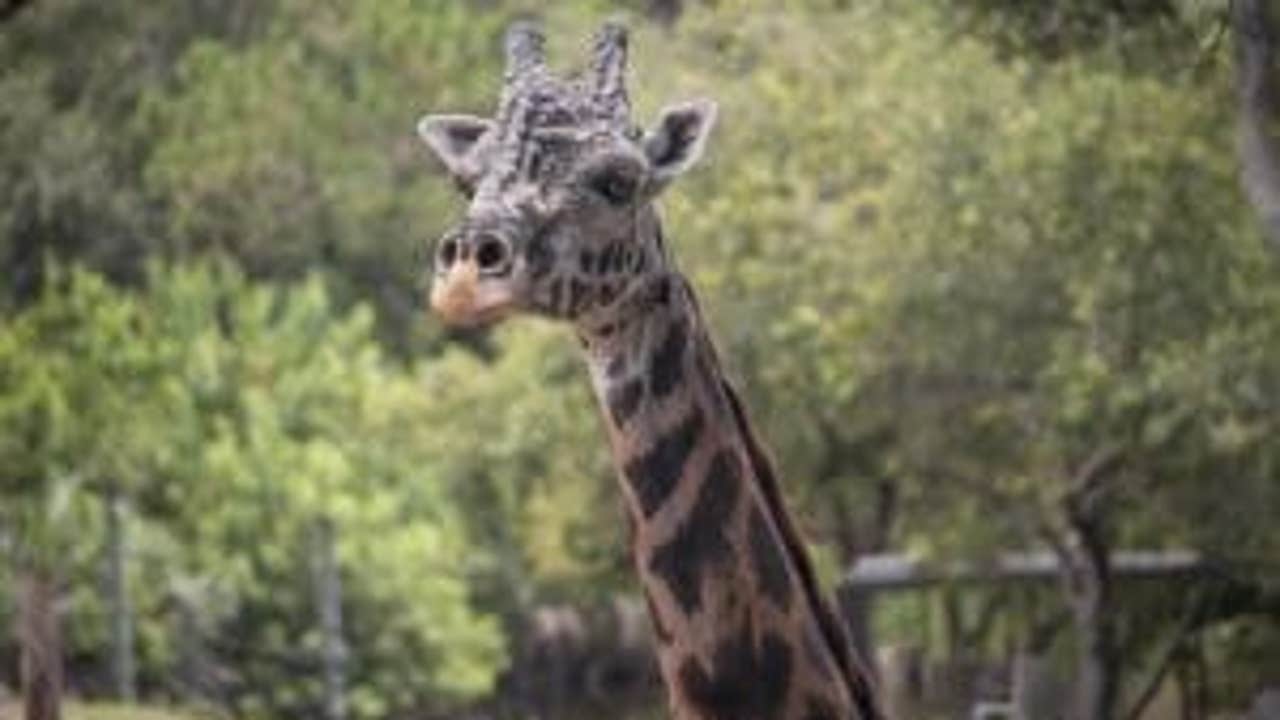 Beloved Brevard Zoo giraffe dies: 'You will be missed, Rafiki' - Vimarsana News