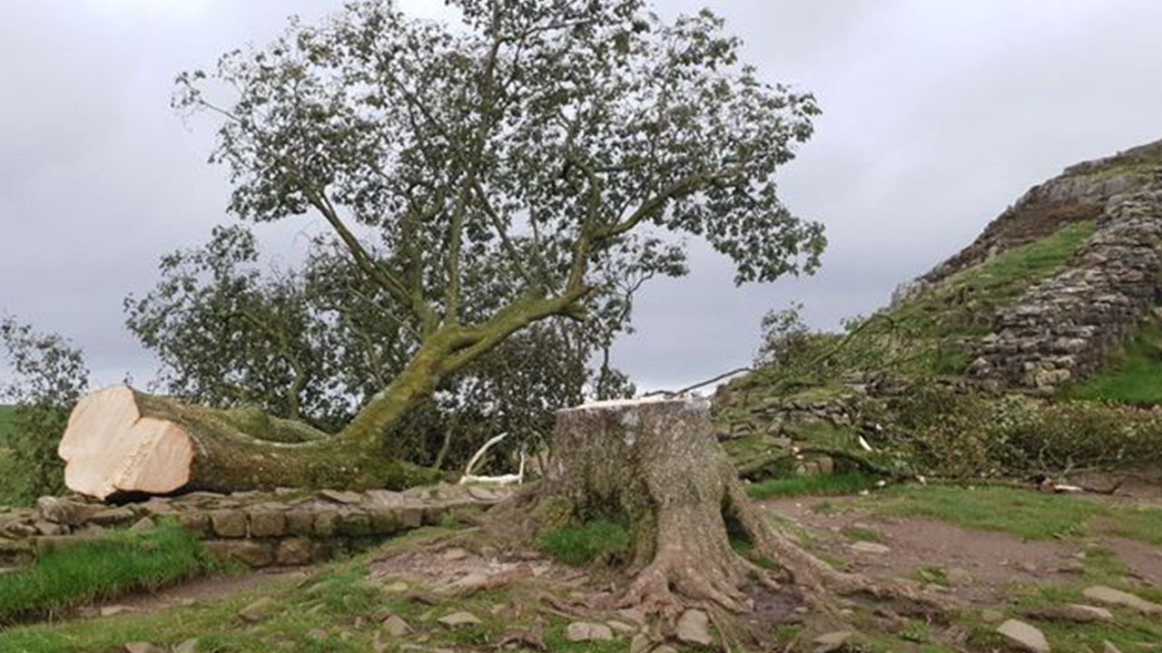 Iconic tree from 'Robin Hood: Prince of Thieves' chopped down, 16-year-old arrested - Vimarsana News