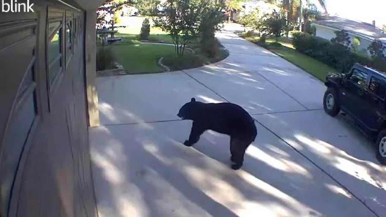 New Florida bill would let homeowners kill bears without permits - Vimarsana News