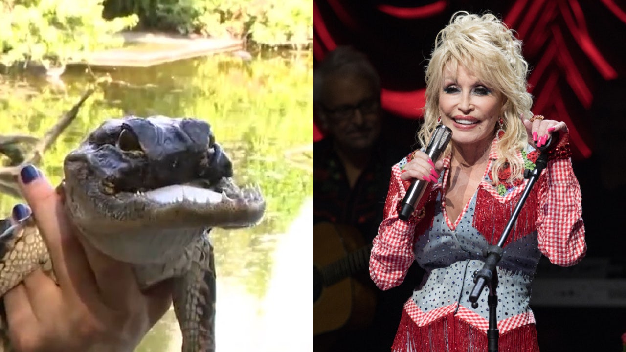 Alligator with missing jaw gets a new name inspired by Dolly Parton