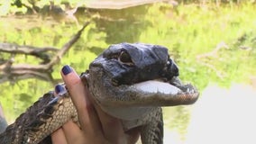 Alligator missing half its jaw finds new home at Gatorland