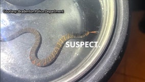 Snake slithers into Bradenton home and hides under dresser, police say