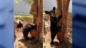 Florida wildlife officials soak stuck baby bear's leg in dish soap in attempt to free poor guy from tree crook