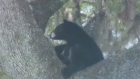 'We risk decimating the population': Concerns, questions grow as Florida considers another bear hunt