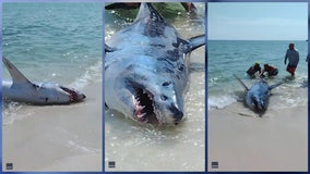 Florida beachgoers help get distressed, stranded shark back into the ocean