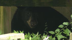 'He's just a big bear': Apopka man says sleepy bear has been napping under his home for nearly 2 days