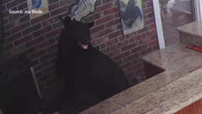 Viral 3-legged bear 'Tripod' isn't alone: FWC says 2 similar bears roaming Central Florida