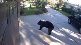 New Florida bill would let homeowners kill bears without permits