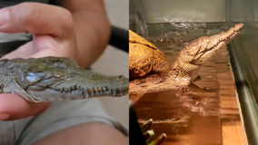 Crocodile born without eyes proves 'he's gonna do just fine' at Florida wildlife sanctuary: 'So far, so good'