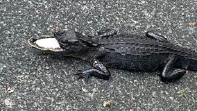 Alligator with half its mouth missing captured over 2 weeks later