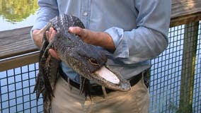 Alligator missing half its jaw 'not out of the woods yet' after vet exam, Gatorland says