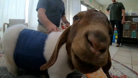 Watch: Adorable rescue goat learns to walk with prosthetic legs