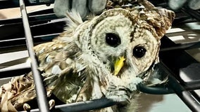 'Stunned' owl flies into car's roof while driving in Winter Park, firefighters say