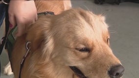 Service dogs train with Seminole County Firefighters