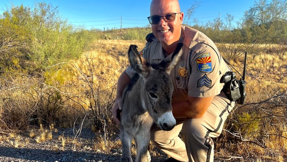 Little burro rescued by Arizona DPS trooper after his mom is killed by a driver near Lake Pleasant