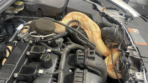South Carolina auto mechanics find 8-foot albino boa constrictor in engine: 'Is someone missing their pet?'