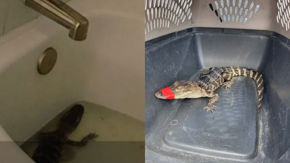 Florida woman 'borrowed' alligator from previous job for hotel birthday photoshoot, kept it in bathtub: FWC