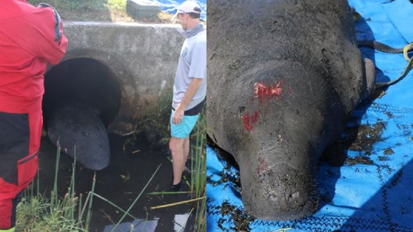 Injured manatee rescued from culvert in Clearwater, wildlife officials say