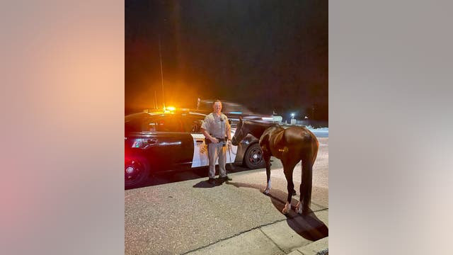 California officer escorts horse after rider's DUI arrest