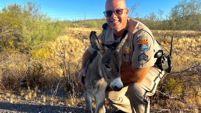 Little burro rescued by Arizona DPS trooper after his mom is killed by a driver near Lake Pleasant