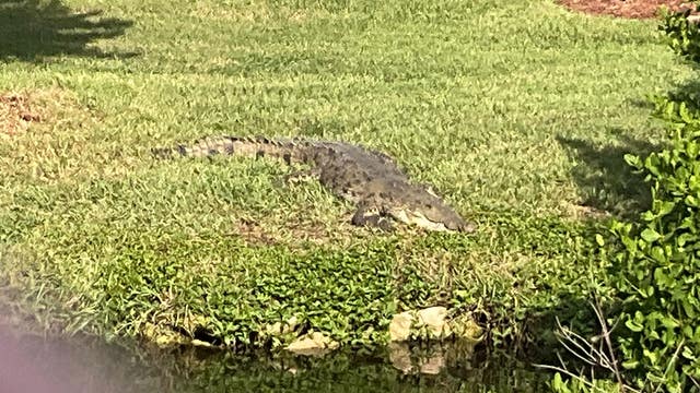 Relocated nuisance crocodile swims nearly 100 miles to return to Brevard County