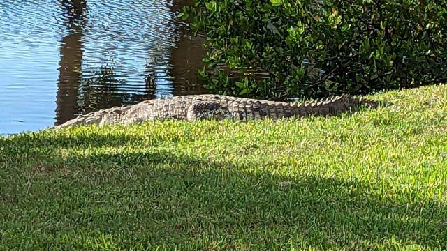 'Never experienced anything like this': Florida residents pleading with FWC to relocate crocodile