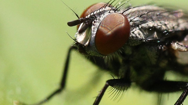 Dozens of flying insects force popular I-Drive restaurant in Orlando to temporarily close: inspection report