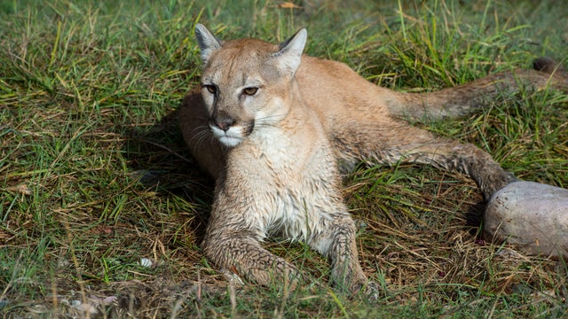 Florida panther struck, killed by car: Wildlife officials