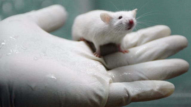 Rats force 3 Orlando restaurants to temporarily close, Florida inspection report shows