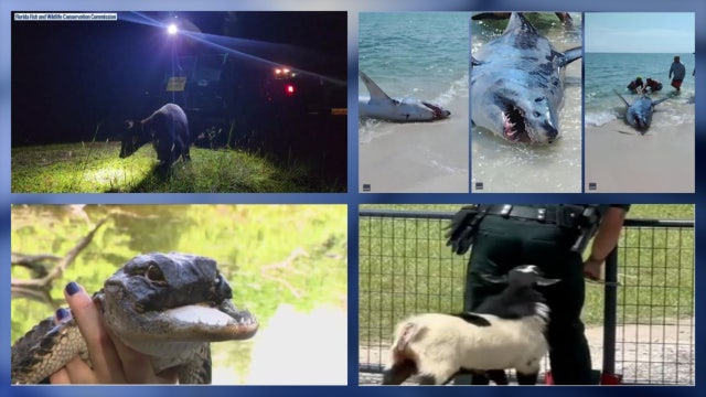 Wildest Florida animal videos of the month: Stranded shark pulled back into the ocean • Bear breaks into home