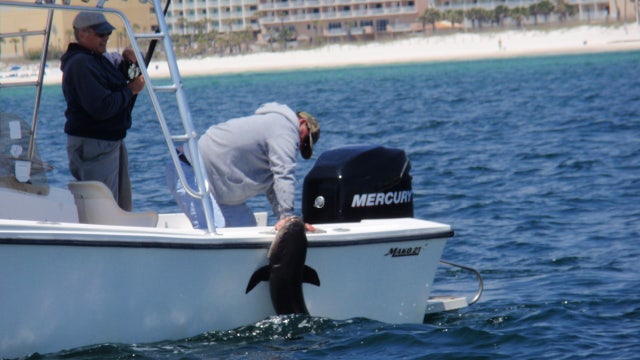 If you catch this fish in Florida, researchers will give you $50
